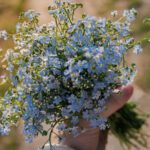 Mehr als 1.150 Vergissmeinnicht sollen im Kreis Offenbach an Menschen mit Demenz erinnern